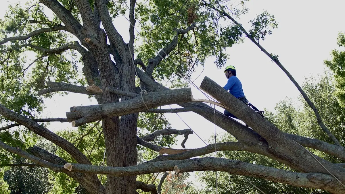 Professional Crown Thinning performed by certified arborists in Daisy